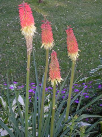 flora151.jpg