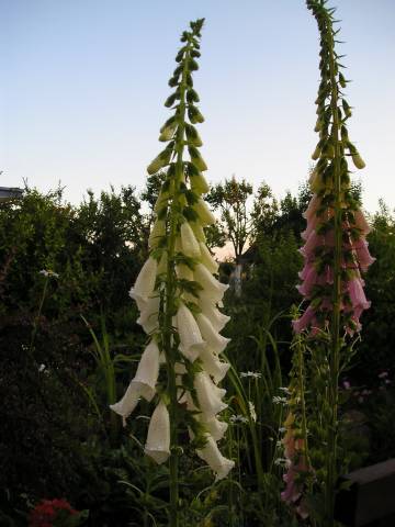 flora153.jpg