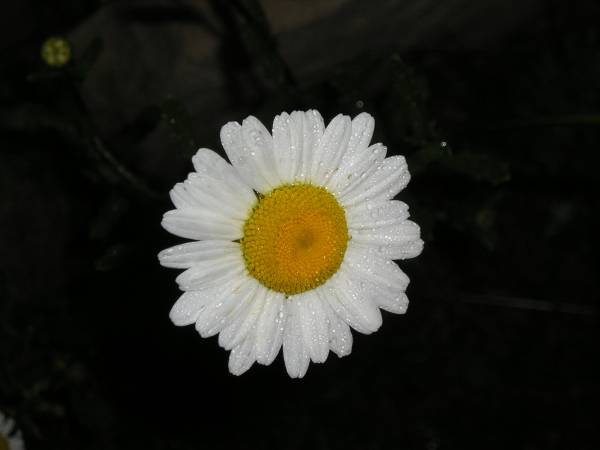 flora154.jpg