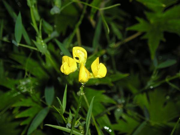 flora155.jpg