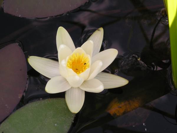 flora156.jpg