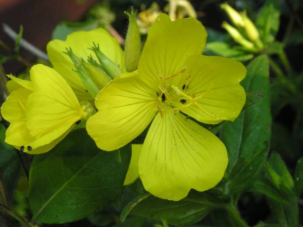 flora157.jpg