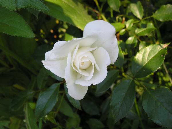 flora158.jpg