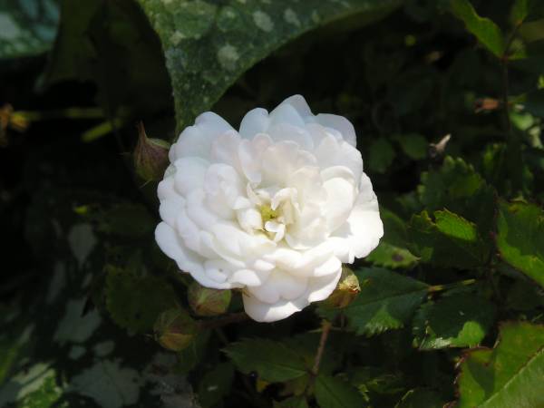 flora159.jpg