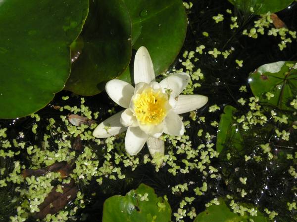 flora16.jpg