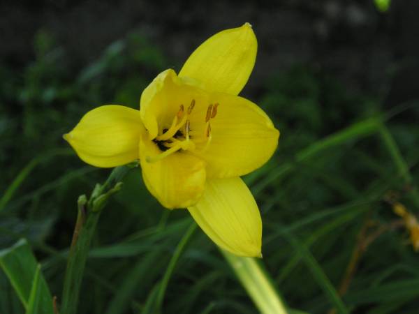 flora160.jpg