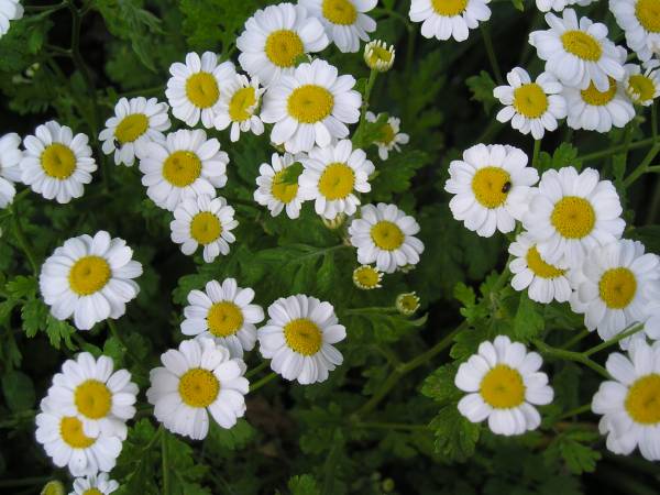 flora161.jpg