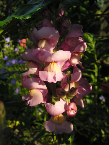 flora162.jpg