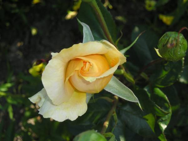 flora163.jpg