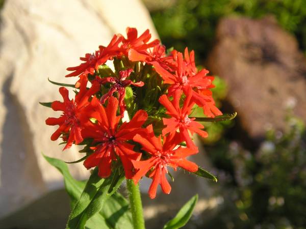 flora164.jpg