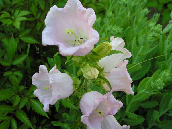 flora165.jpg