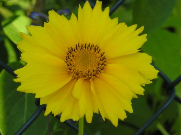 flora166.jpg