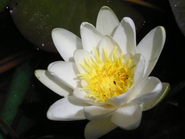 flora167.jpg