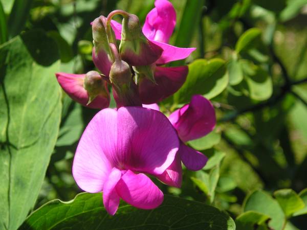 flora168.jpg