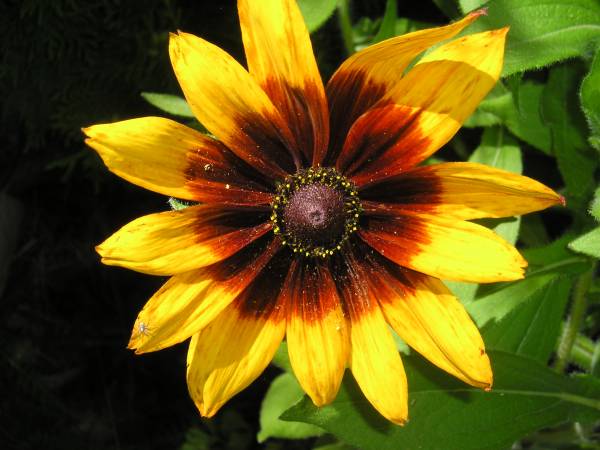 flora169.jpg