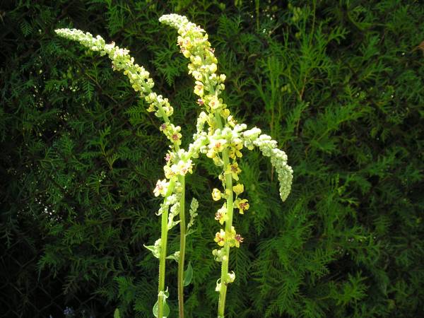 flora170.jpg