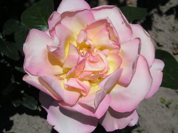 flora171.jpg