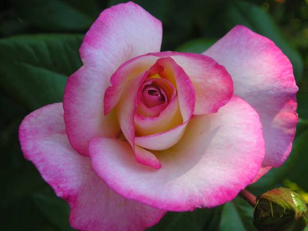 flora172.jpg