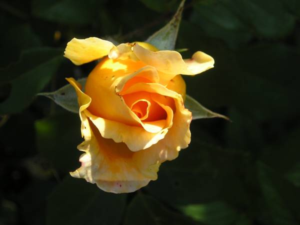 flora173.jpg
