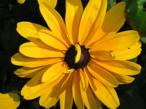 flora174.jpg
