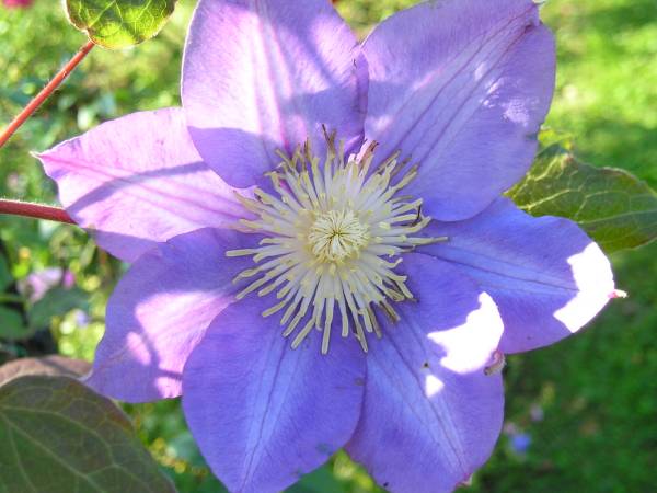flora175.jpg