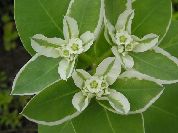 flora176.jpg