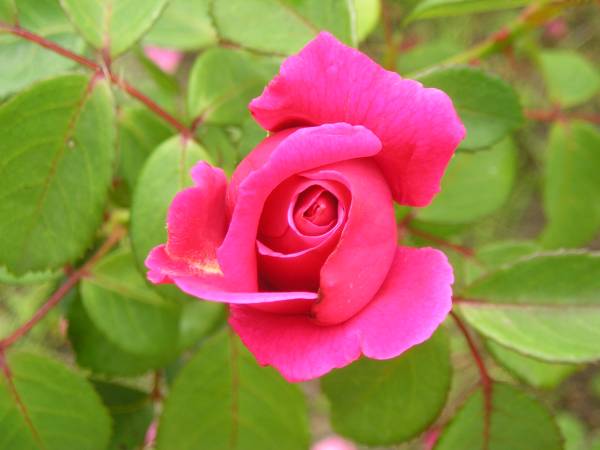 flora179.jpg