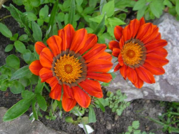 flora18.jpg