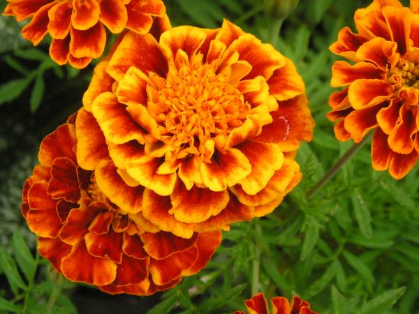 flora180.jpg