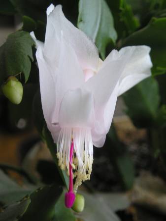 flora182.jpg