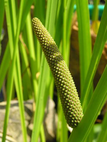 flora183.jpg