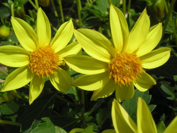 flora185.jpg