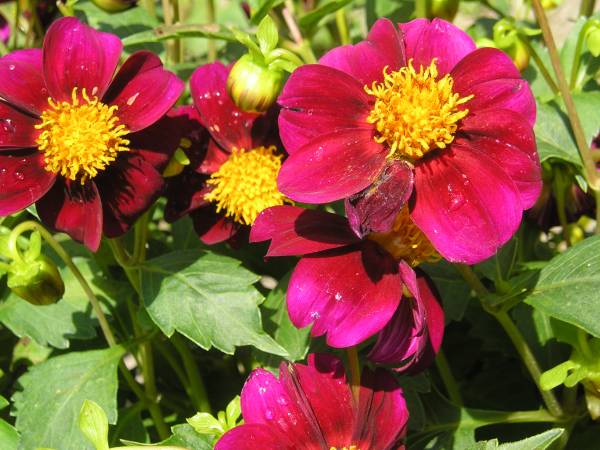 flora187.jpg