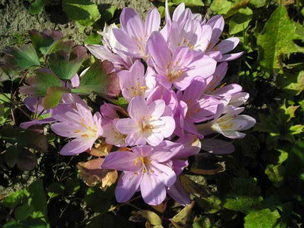 flora188.jpg