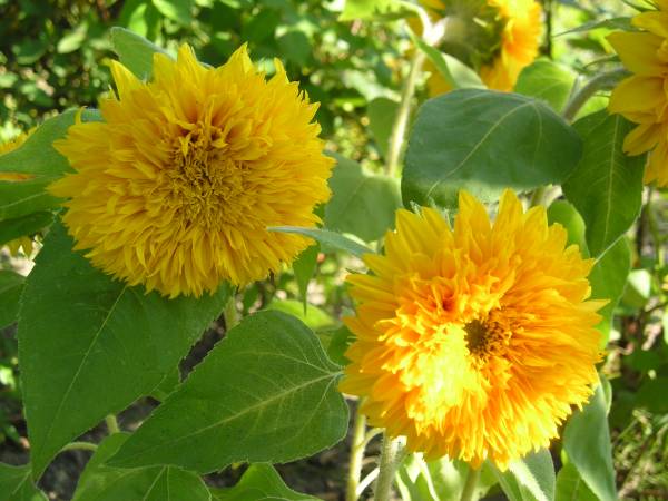 flora190.jpg