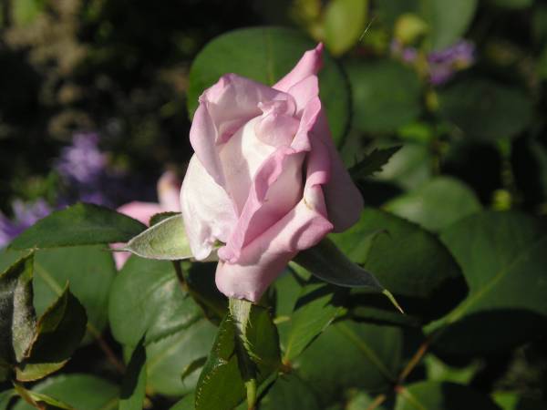 flora191.jpg