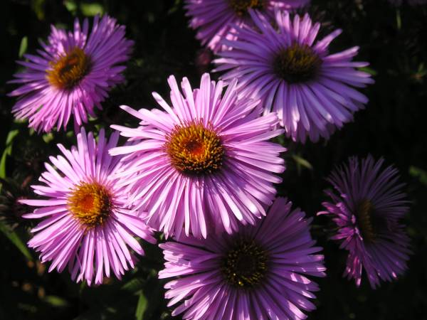 flora192.jpg