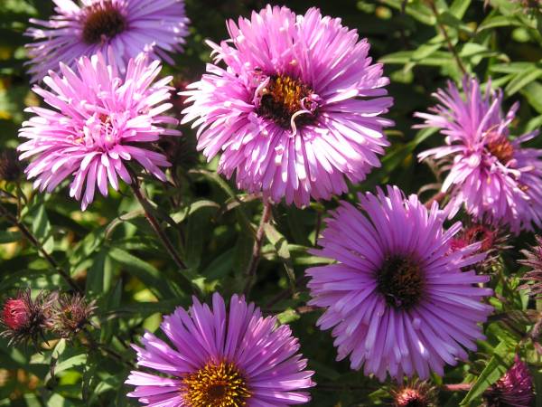 flora193.jpg
