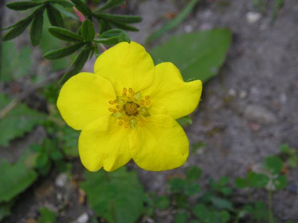 flora194.jpg