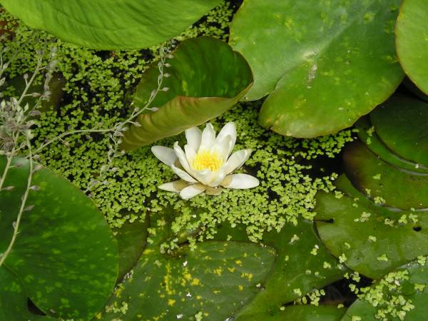 flora2.jpg