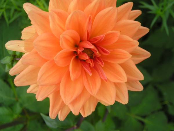 flora20.jpg