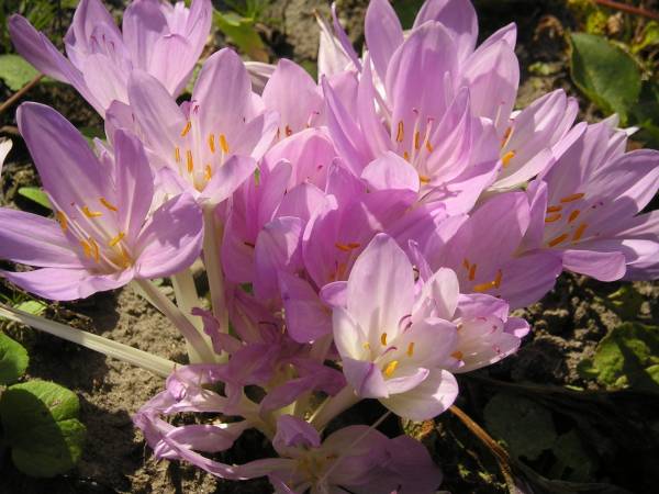 flora200.jpg