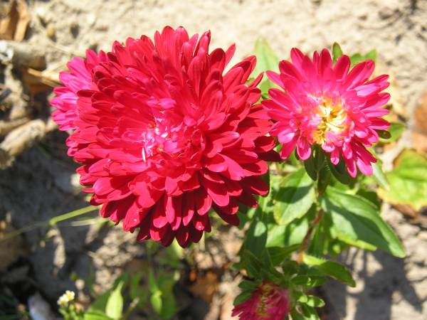 flora202.jpg