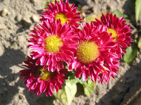 flora203.jpg
