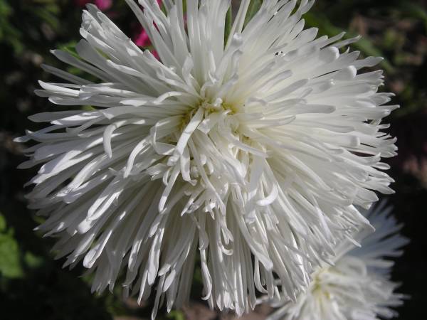 flora206.jpg