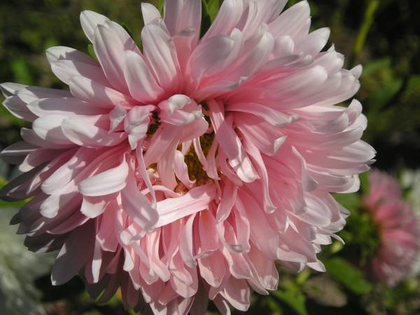flora207.jpg