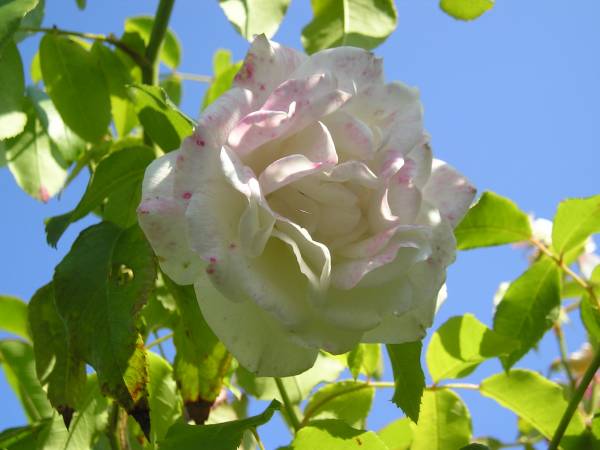 flora209.jpg