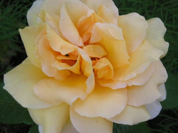 flora21.jpg