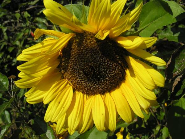 flora210.jpg