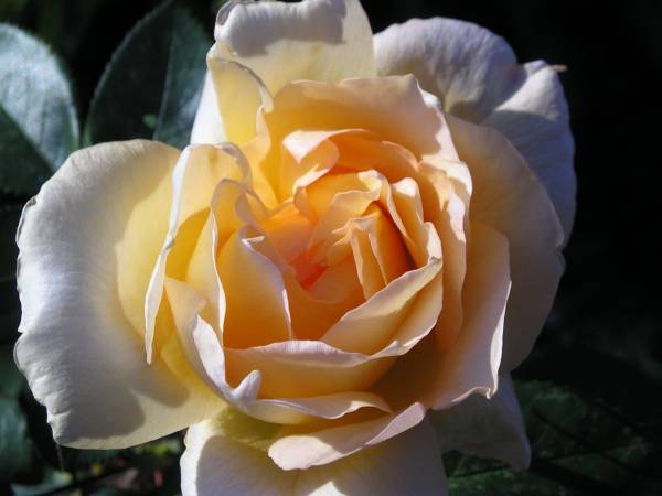 flora214.jpg